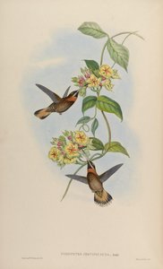 Threnetes cervinicauda by John Gould